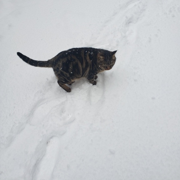雪かき猫もお手伝い_b0222066_13253853.jpg