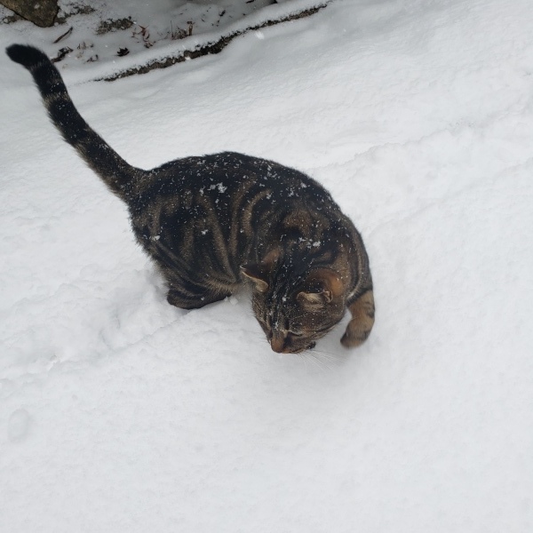 雪かき猫もお手伝い_b0222066_13255984.jpg