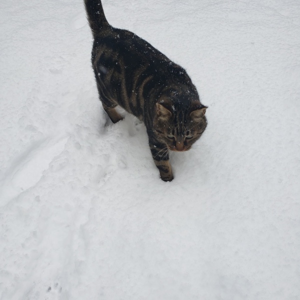雪かき猫もお手伝い_b0222066_13261390.jpg