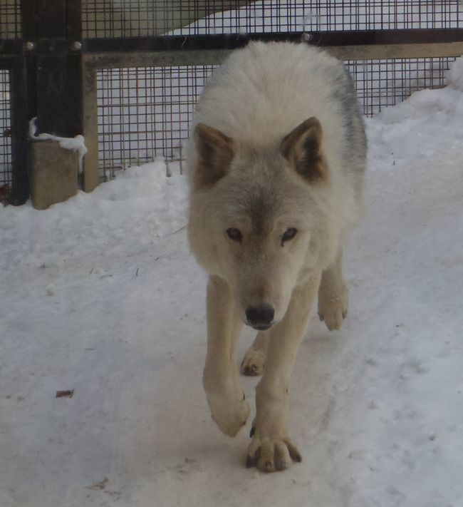 1月11日の円山動物園のホッキョクグマとオオカミ_b0014576_11263998.jpg