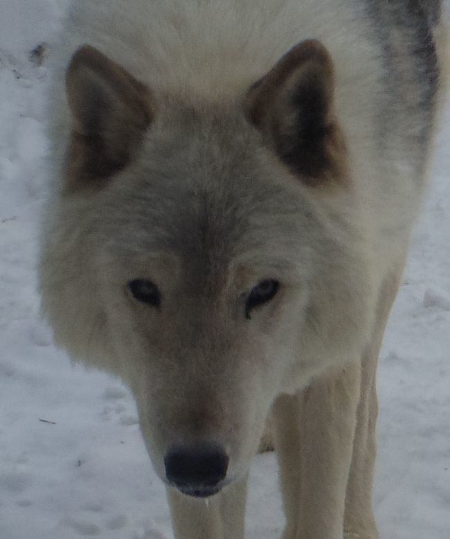 1月11日の円山動物園のホッキョクグマとオオカミ_b0014576_11264330.jpg