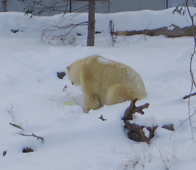 1月11日の円山動物園のホッキョクグマとオオカミ_b0014576_11270394.jpg