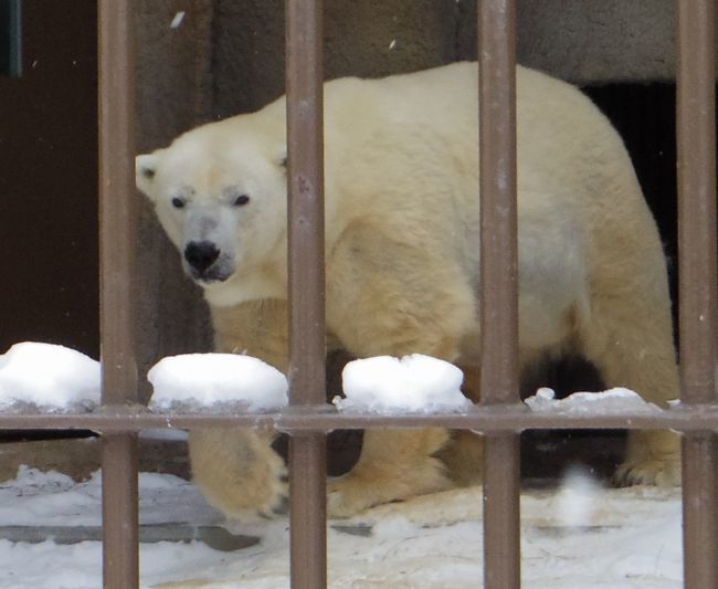 1月11日の円山動物園のホッキョクグマとオオカミ_b0014576_11270657.jpg