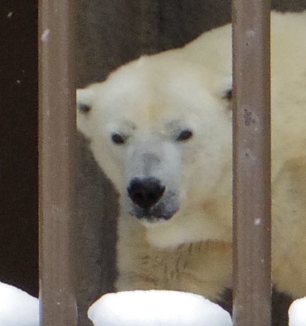 1月11日の円山動物園のホッキョクグマとオオカミ_b0014576_11271017.jpg