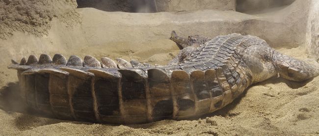 1月11日の円山動物園のは虫類・両生類館_b0014576_22462508.jpg