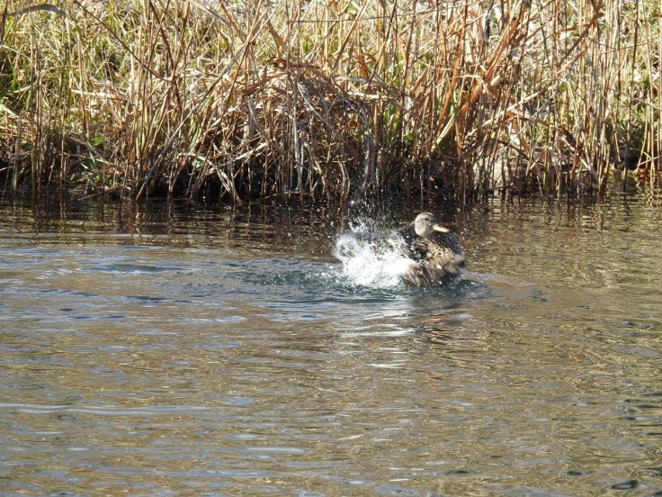 『木曽川水園のコゲラとキセキレイと水鳥達～』_d0054276_20421901.jpg