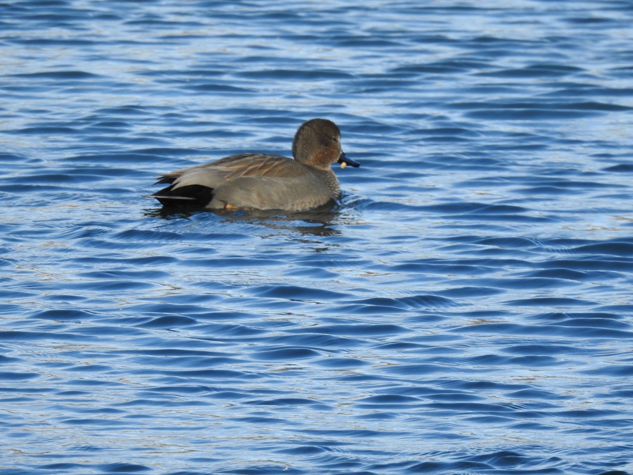 『木曽川水園のコゲラとキセキレイと水鳥達～』_d0054276_20422393.jpg