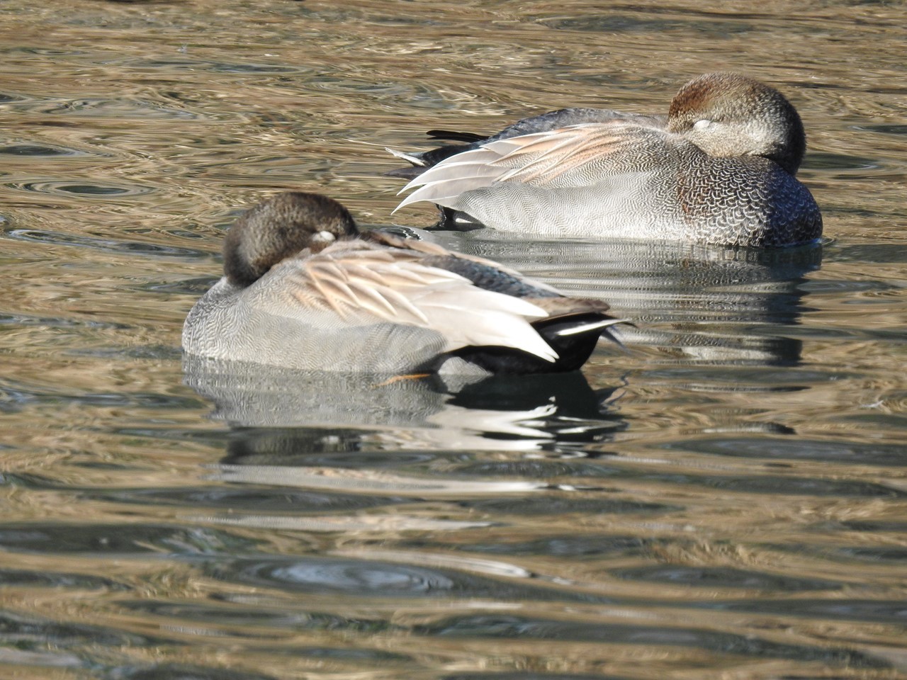 『木曽川水園のコゲラとキセキレイと水鳥達～』_d0054276_20423330.jpg