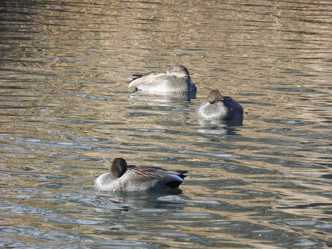 『木曽川水園のコゲラとキセキレイと水鳥達～』_d0054276_20423936.jpg