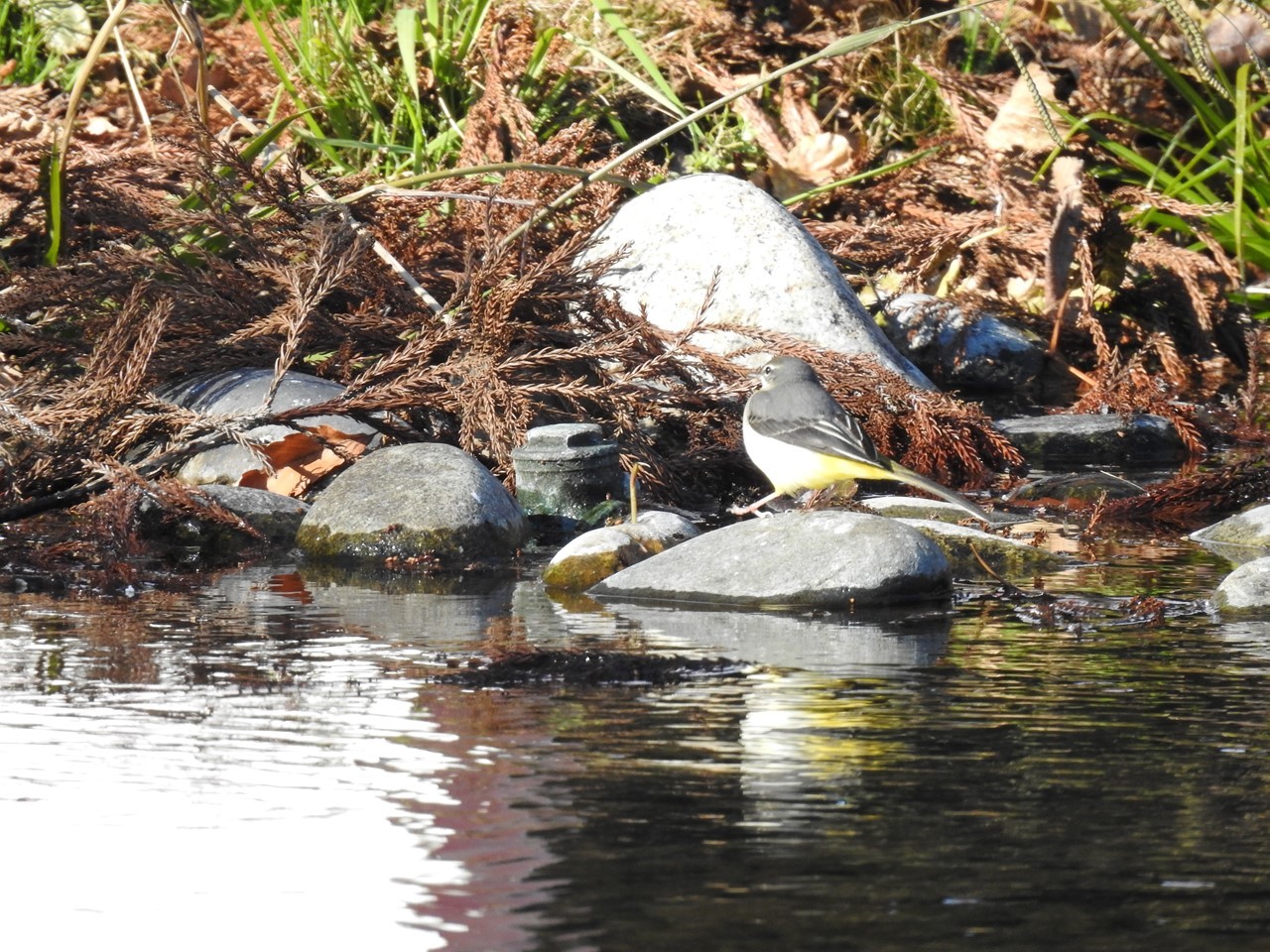 『木曽川水園のコゲラとキセキレイと水鳥達～』_d0054276_20441529.jpg