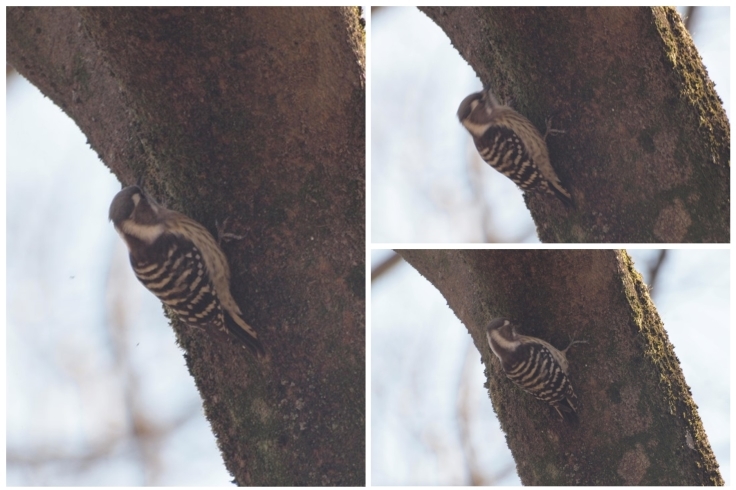 『木曽川水園のコゲラとキセキレイと水鳥達～』_d0054276_20443405.jpg