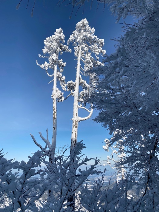 ふぐの白子と雪山登山_f0232994_22303101.jpg