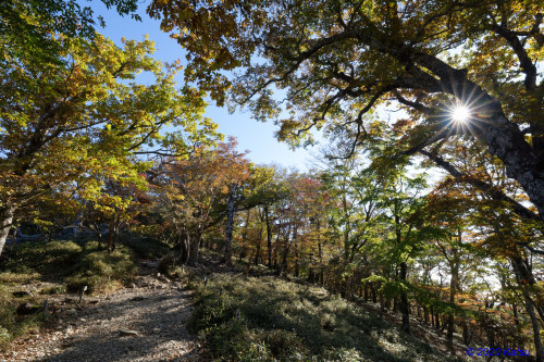 大台ケ原 ~透過する光_e0366896_21522426.jpg