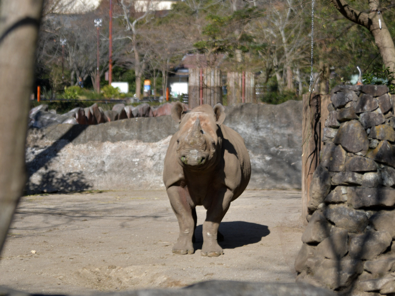 一人のペリカン、傍のローラ_a0164204_06371271.jpg