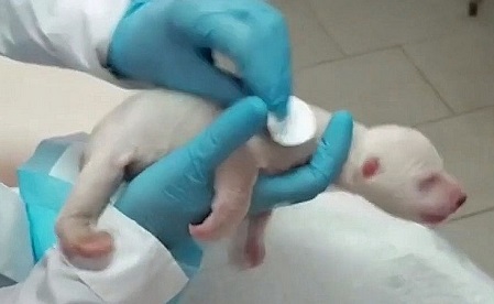 ロシア南部 ゲレンジークのサファリパークで人工哺育の双子の赤ちゃん 産室ではなく飼育展示場に産み捨てられた経緯が判明 Polarbearology Conjectaneum