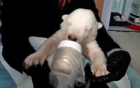 ロシア南部 ゲレンジークのサファリパークで人工哺育の双子の赤ちゃん 産室ではなく飼育展示場に産み捨てられた経緯が判明 Polarbearology Conjectaneum