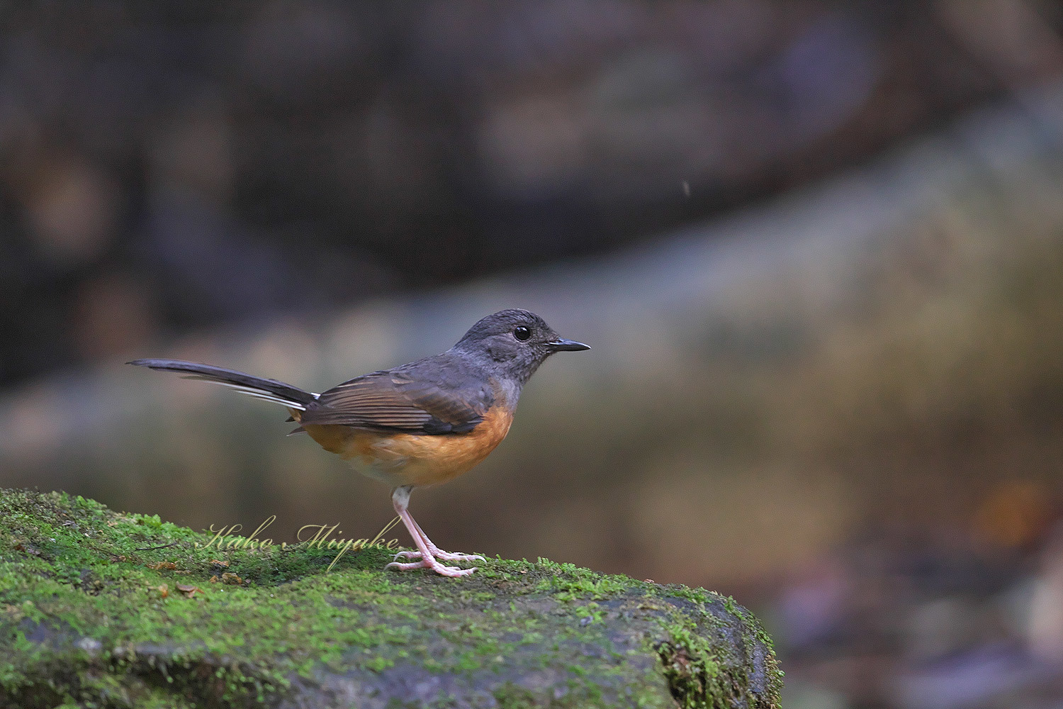 アカハラシキチョウ(White-rumped Shama)_d0013455_17452159.jpg