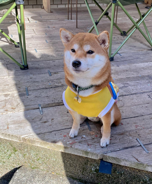 芝犬の福ちゃん @有馬温泉・フィッシュ・ハウス・カフェ_b0063958_19555595.jpg