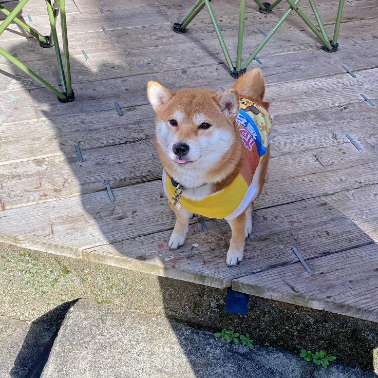 芝犬の福ちゃん @有馬温泉・フィッシュ・ハウス・カフェ_b0063958_19560287.jpg