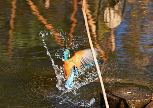 水元公園＝クイナ、タシギ、シロハラ、アオジなど_d0346977_17255750.jpg