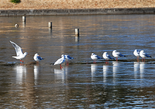 水元公園＝クイナ、タシギ、シロハラ、アオジなど_d0346977_17271631.jpg