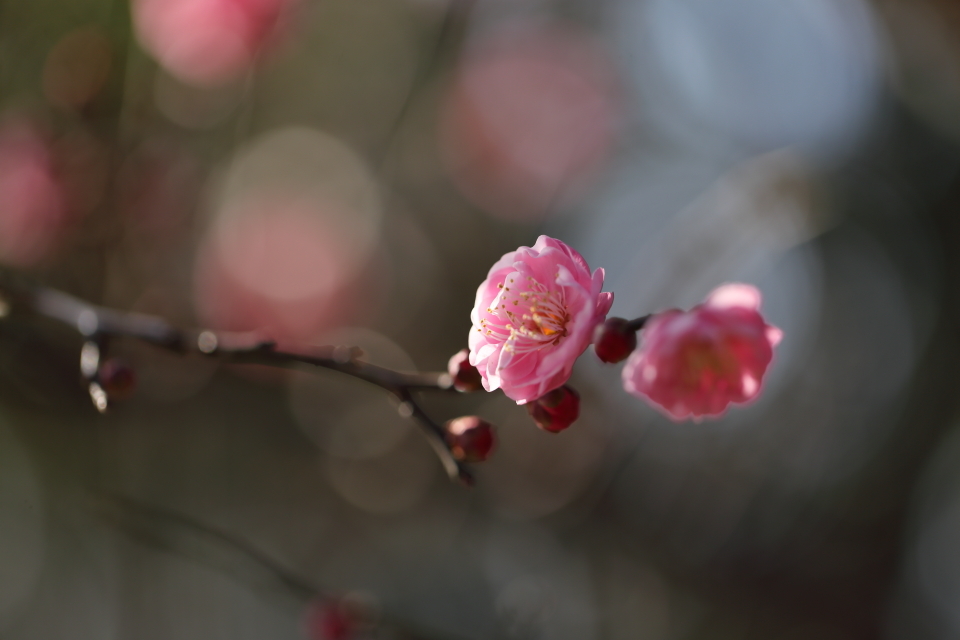 春隣 〜はるとなり〜_d0354901_22383420.jpg