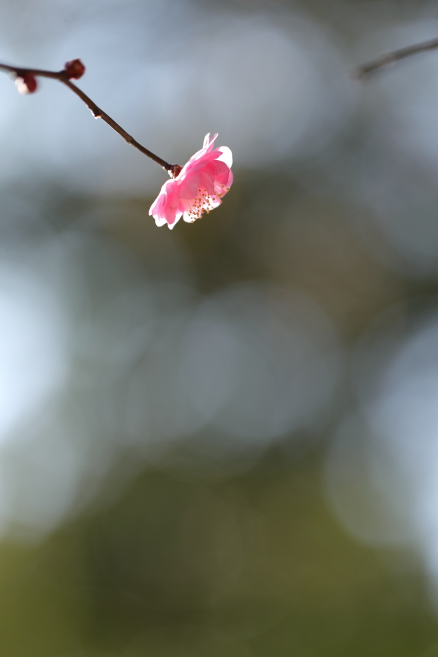 春隣 〜はるとなり〜_d0354901_22383539.jpg