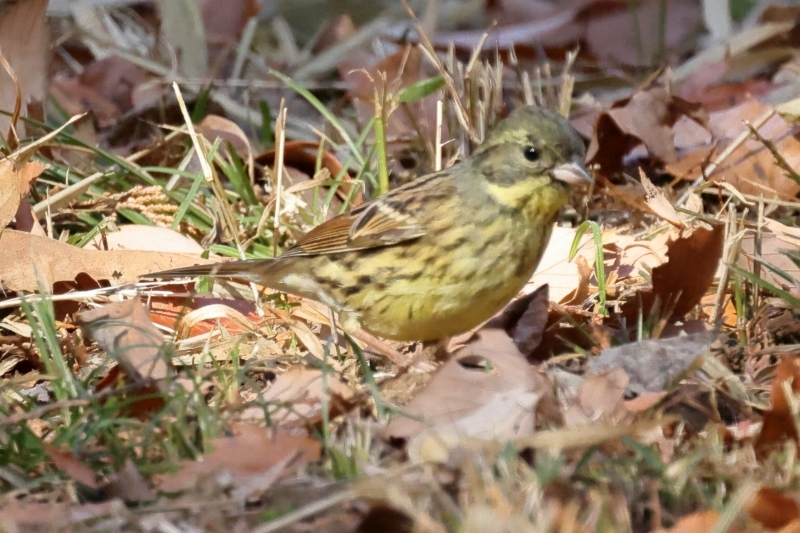 初見・初撮り・初掲載は、ガビチョウ　＆　アオジ（多摩丘陵）_b0291402_13323375.jpg