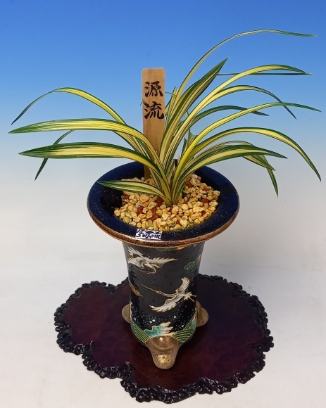 韓国春蘭 (仮)源流 : 蘭万園日記