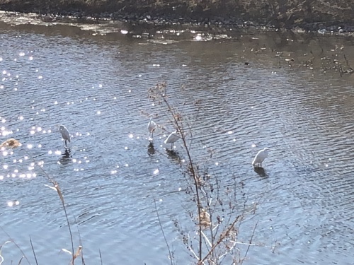 野鳥_e0264942_08480321.jpeg