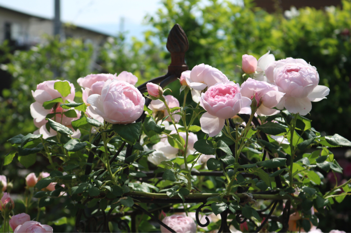 セプタードアイルの誘引 My Small Garden Sugar Plum