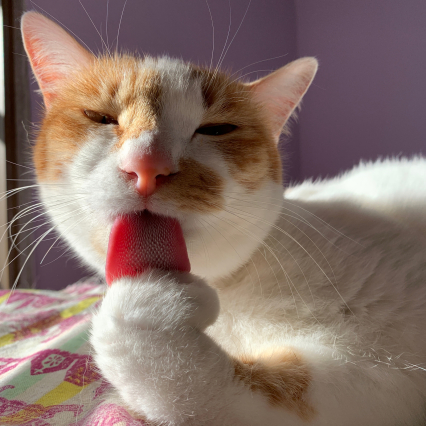 ヨウカンさんを思い出す ぶつぶつ独り言2 うちの猫ら21 ヨウカンさんを思い出す ぶつぶつ独り言2 うちの猫ら21
