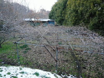 水源キウイ 2021年も惜しまぬ手間ひまをかけ無農薬で育てます!雪が溶け冬の剪定作業再開です!_a0254656_16524710.jpg