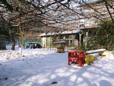 水源キウイ 2021年も惜しまぬ手間ひまをかけ無農薬で育てます!雪が溶け冬の剪定作業再開です!_a0254656_17004064.jpg