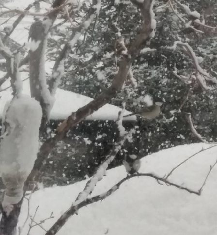 玉置浩二 Chocolate Cosmos 恋の思い出 切ない恋心 セルリアンタワー能楽堂 まさかり半島日記