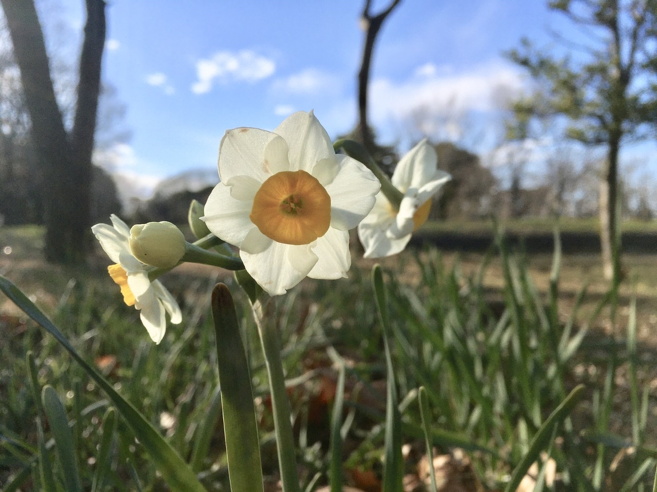 甘い香りの花たち 水元かわせみの里水辺のふれあいルーム