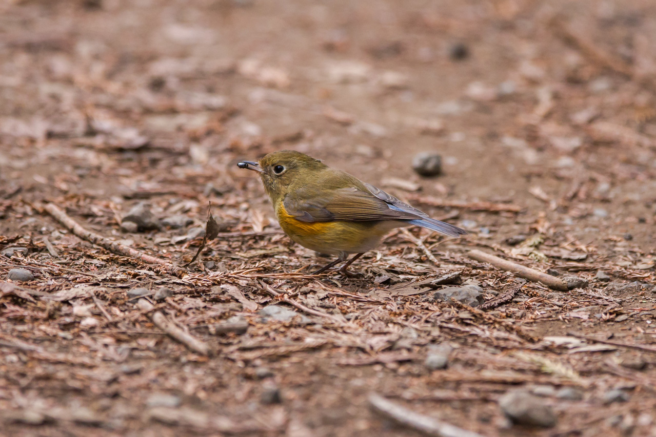 ルリビタキ♀タイプ_a0052080_10082122.jpg