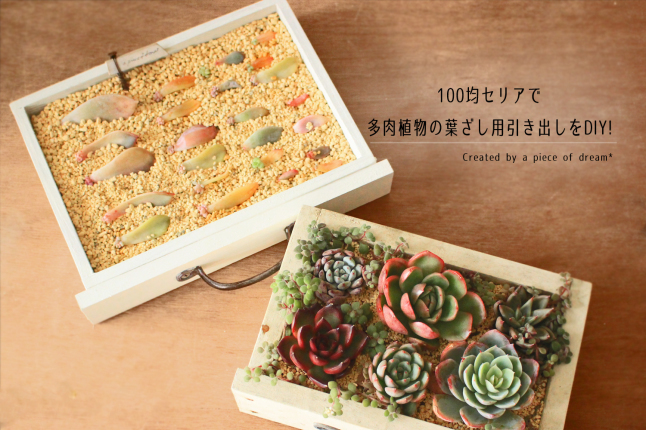 100均セリアで多肉植物の葉ざし用引き出しをDIY!_b0160880_23384476.jpg