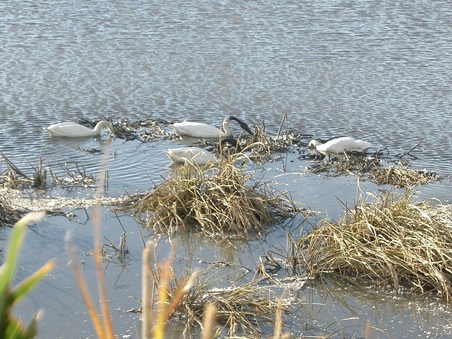 宮城県伊豆沼・蕪栗沼探鳥会_d0088184_22523117.jpg