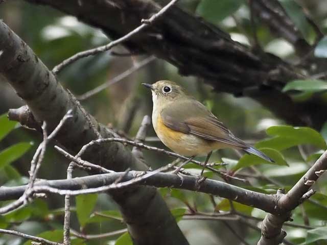 ルリビタキ若♂♀の区別は_f0149712_21473059.jpg