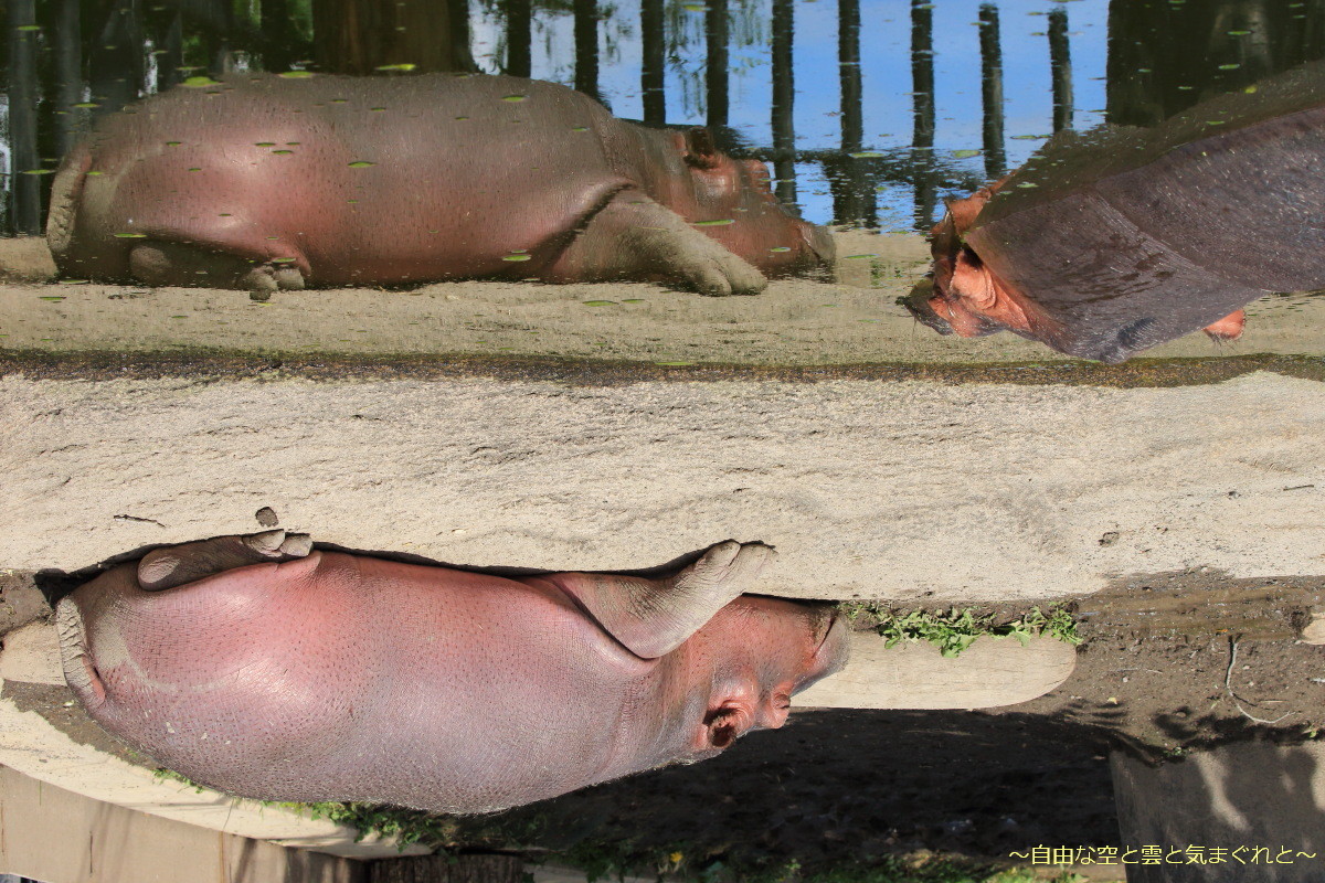 カバのバカ バカのカバ 旭山動物園 自由な空と雲と気まぐれと From 旭川空港