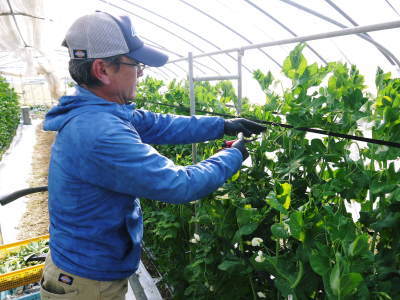 スナップエンドウ「シャキ甘“菊光”」リピート続出の大人気の秘密は親から子へ伝えられた惜しまぬ手間ひま!_a0254656_17534665.jpg