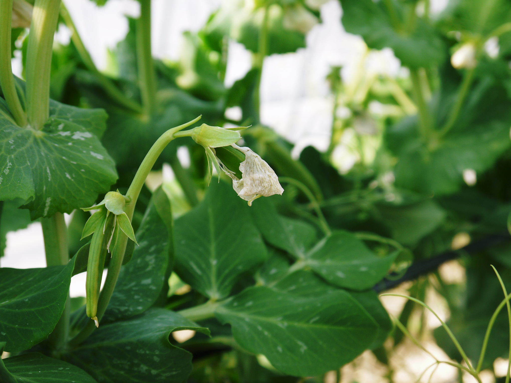 スナップエンドウ「シャキ甘“菊光”」大好評発売中!シャキッとした食感!ほんのり甘い!リピート続出の大人気_a0254656_18022718.jpg