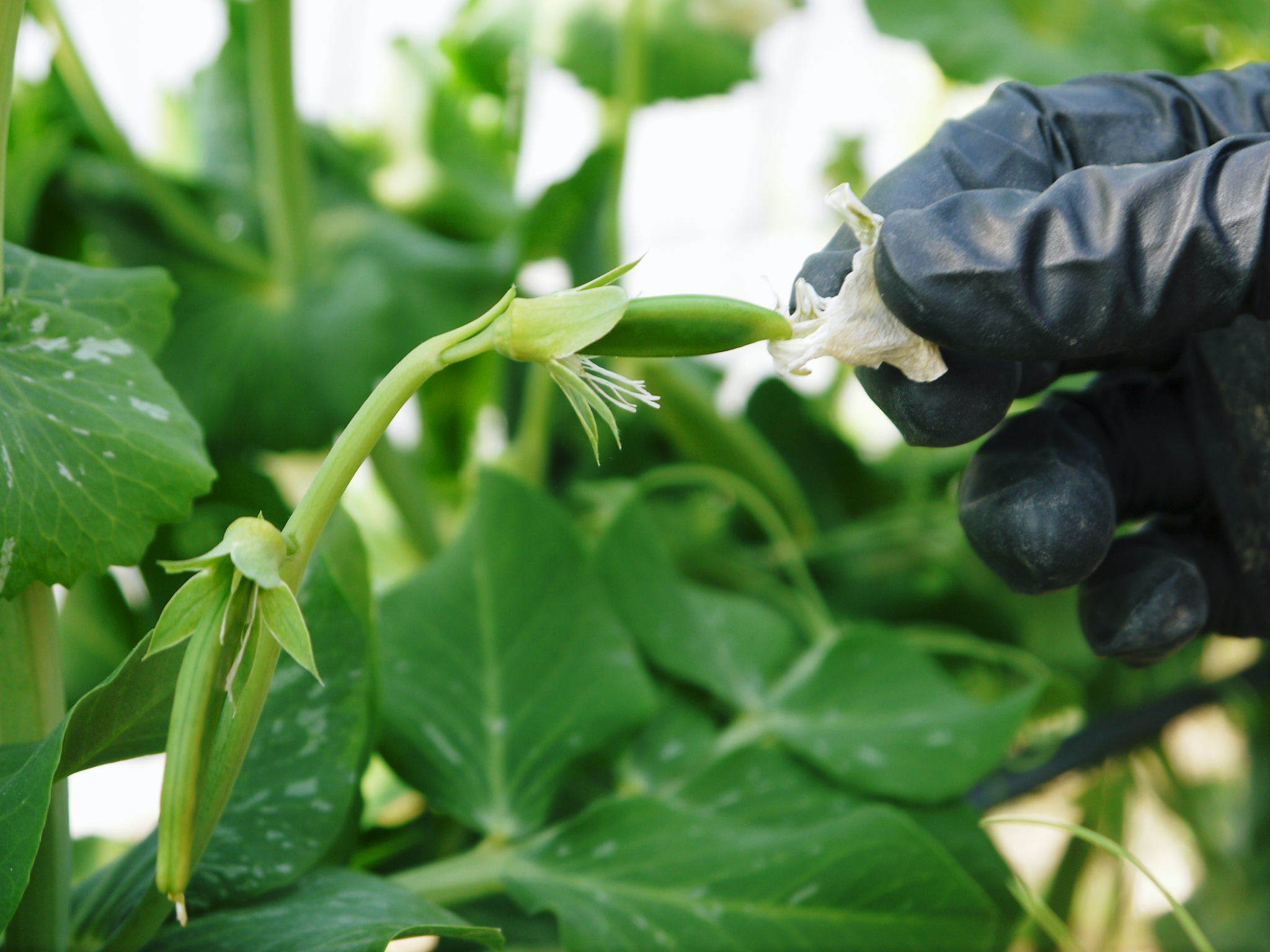 スナップエンドウ「シャキ甘“菊光”」大好評発売中!シャキッとした食感!ほんのり甘い!リピート続出の大人気_a0254656_18042220.jpg
