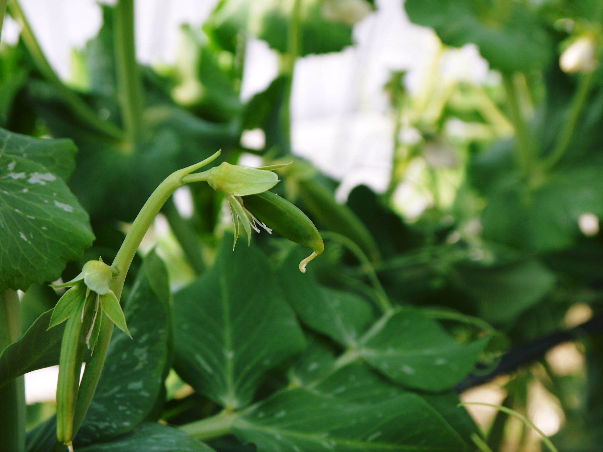 スナップエンドウ｢シャキ甘“菊光”｣リピート続出の大人気の秘密は親から子へ伝えられた惜しまぬ手間ひま！_a0254656_18042697.jpg