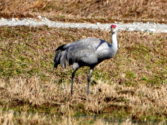 マナヅル　カナダヅル　　1/15_f0313357_19144857.jpg