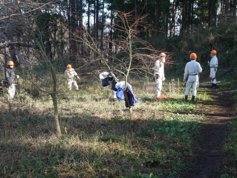 鎌倉市公園協会、危険なエノキ迅速に片付け1・14_c0014967_07061301.jpg