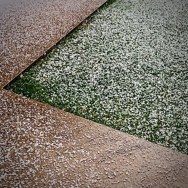 純愛歌_d0036978_01184409.jpeg