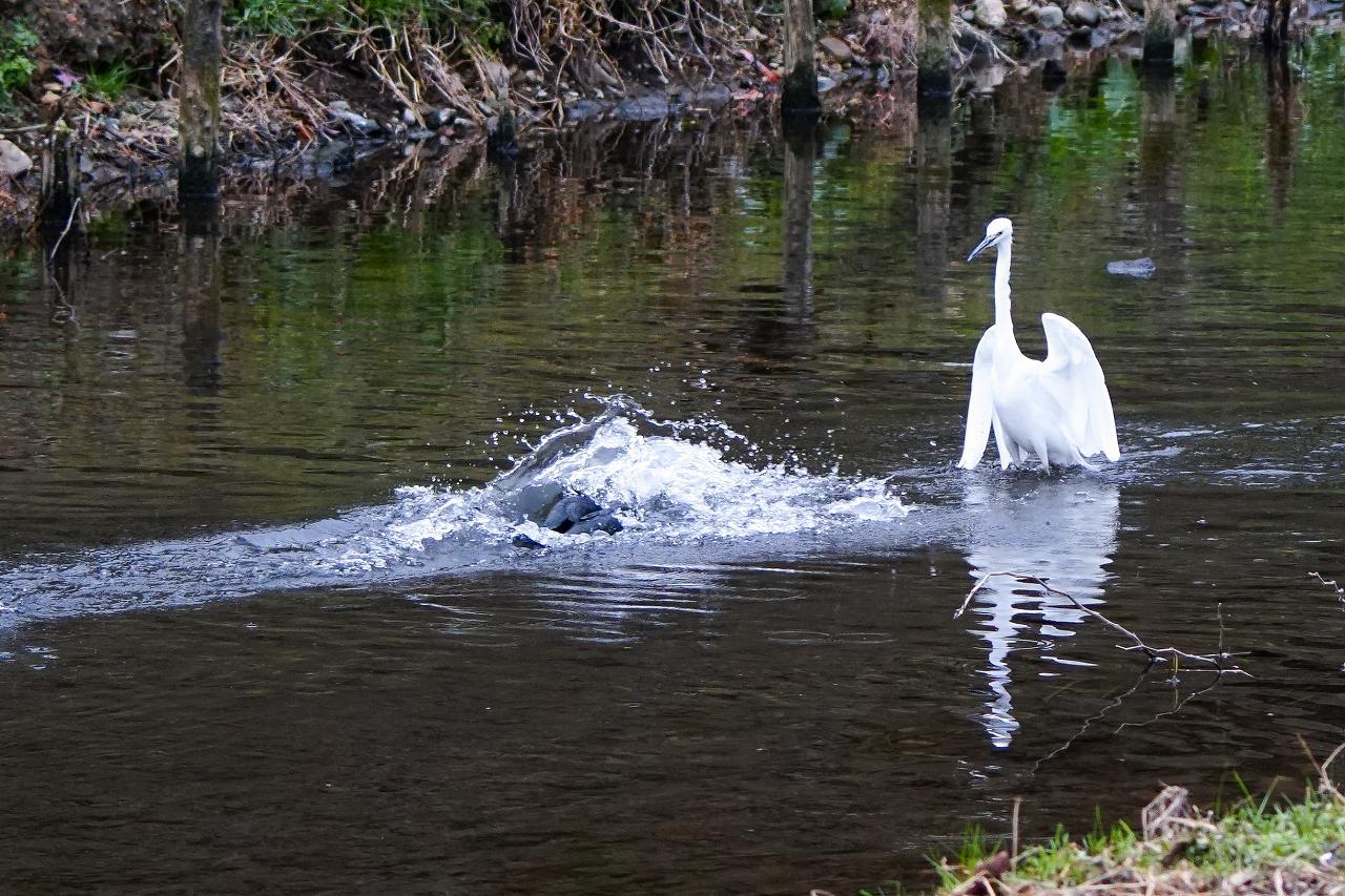 観察サギと気まぐれカワウ_b0225108_17225009.jpg