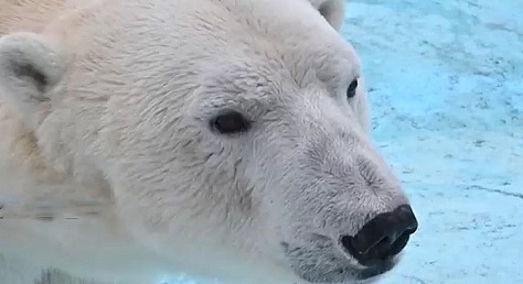 ロシア ゲレンジーク サファリパークのセードフ司令官 Komandor Sedov の横顔 頼りにされる カザン血統 Polarbearology Conjectaneum